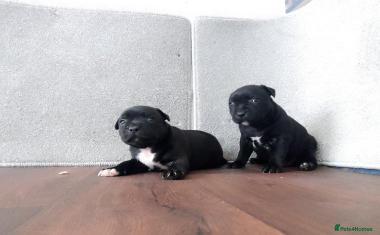 Staffordshire Bull Terrier dogs - Advert 10