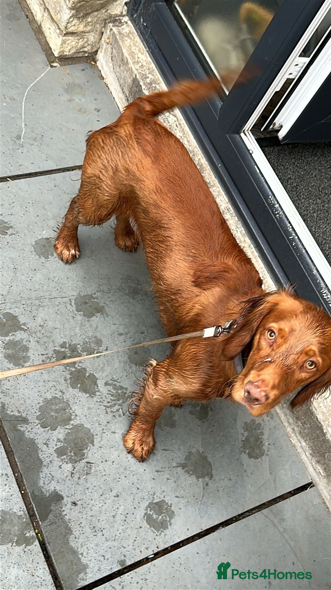 Cocker Spaniel dogs for sale: Cocker spaniel  - Advert 4