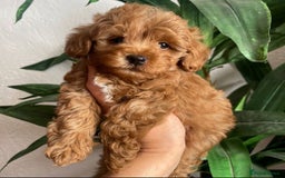 Maltipoo dogs for sale: Beautiful Maltipoo Toy Puppies - Image 4