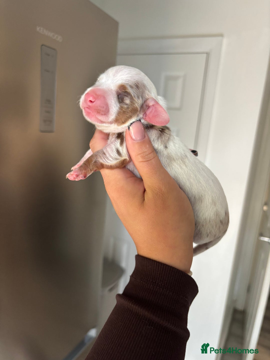 Miniature Dachshund dogs for sale: 6 beautiful mini Daxies  - Image 1