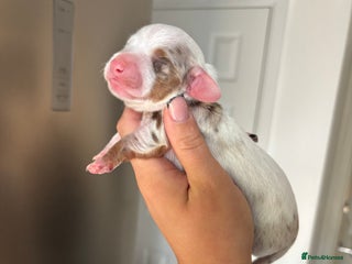 Miniature Dachshund dogs - Advert 36