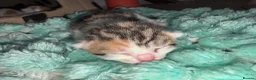Mixed Breed cats for sale: Kittens  - Advert 7