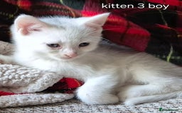 Maine Coon cats for sale: Maincoon kittens  - Image 7