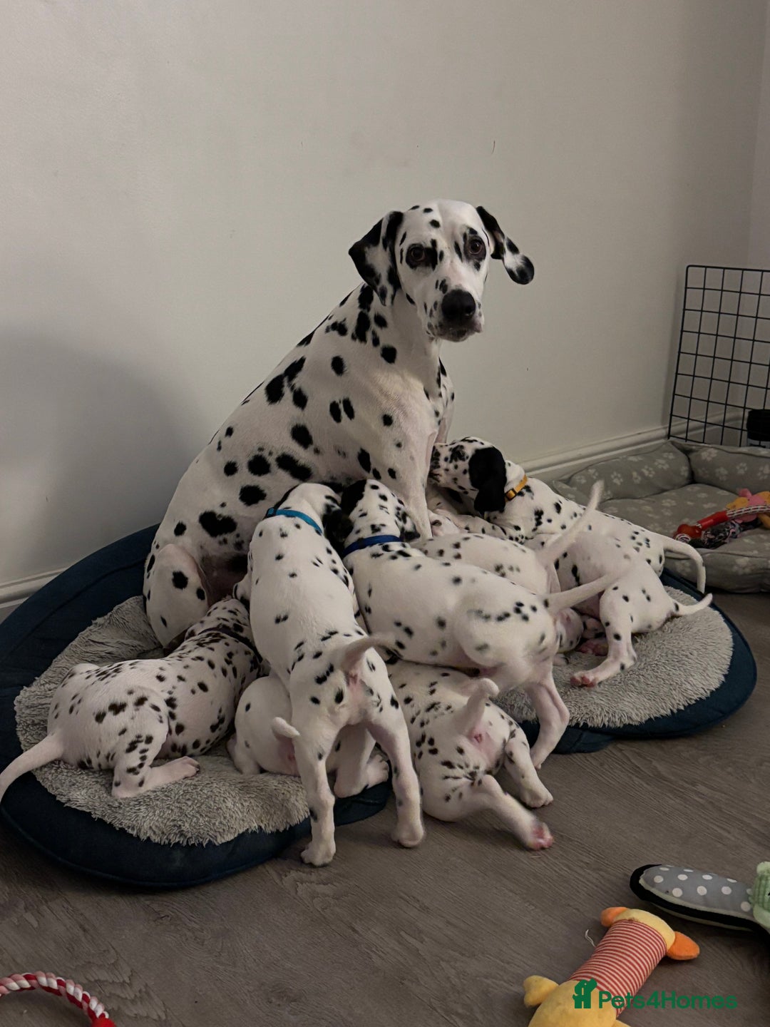 Dalmatian dogs for sale: Stunning mixed litter of Dalmatians  - Image 11