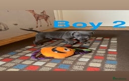 Staffordshire Bull Terrier dogs for sale: RARE BLUE MERLE STAFFORDSHIRE BULL TERRIER PUPPIES - Image 19