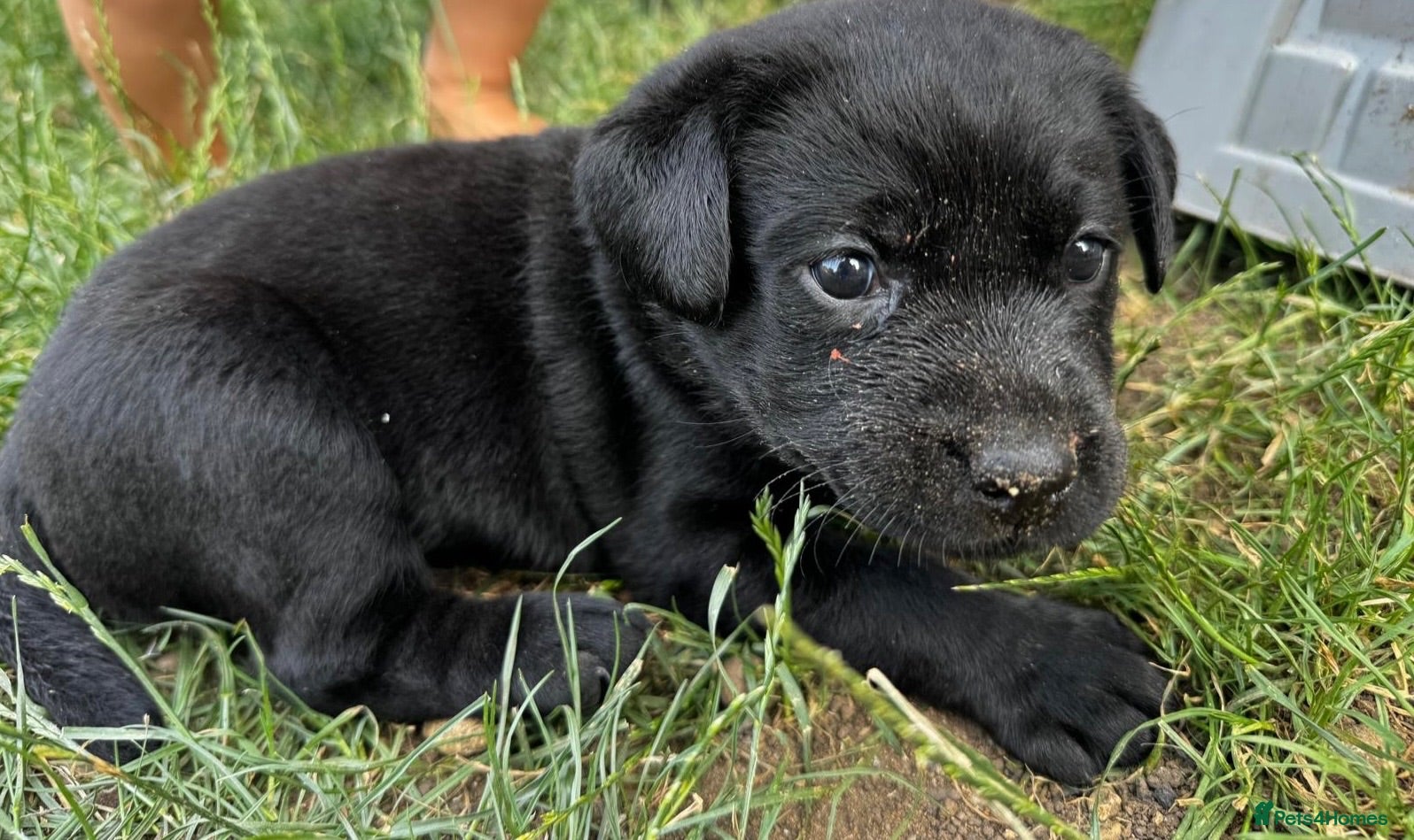 Labrador Retriever dogs KC registered black Labrador puppies. 🐾 🐾 🐾  - Advert 1