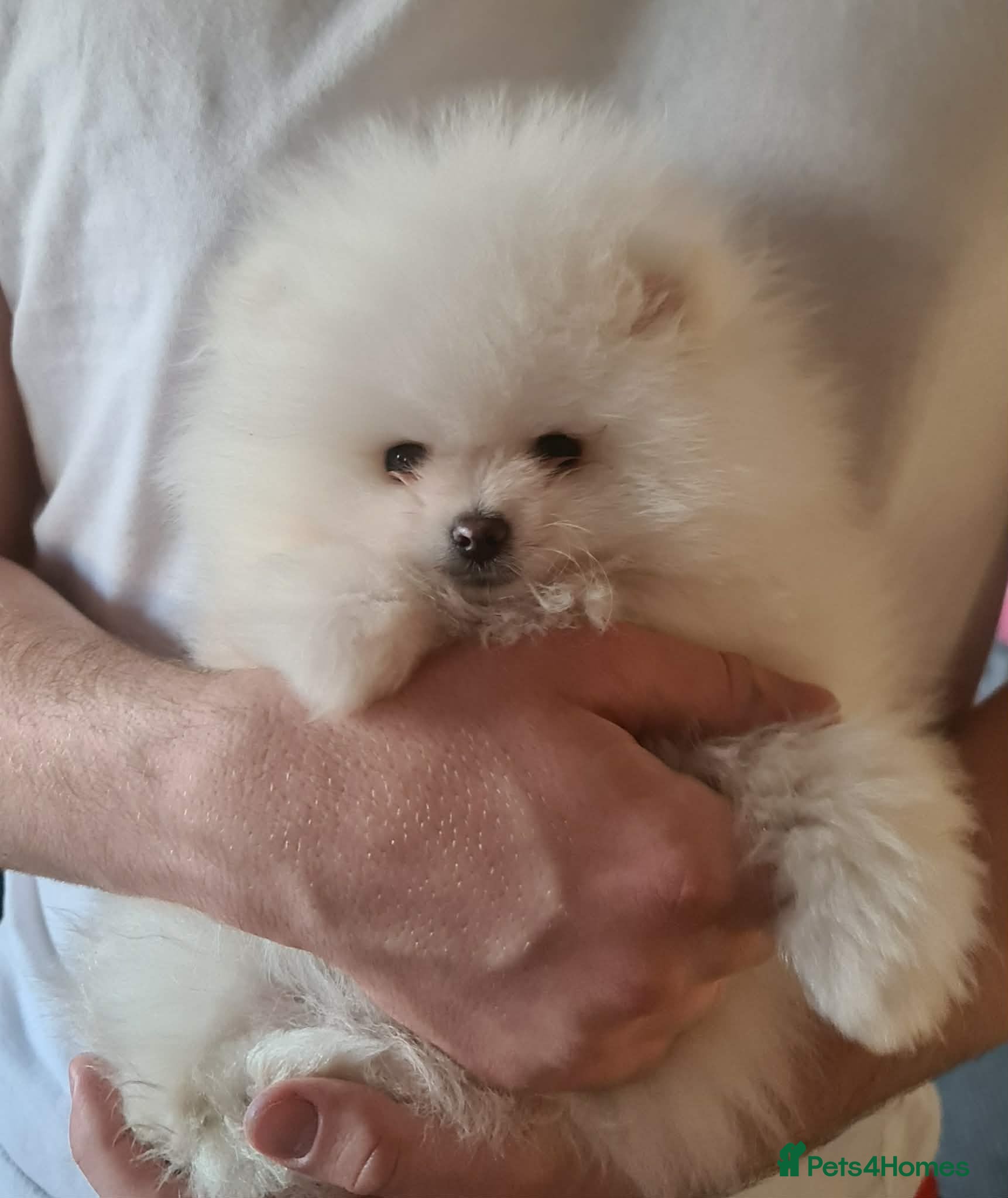 Pomeranian dogs Stunning KC teddy bear Pomeranian Puppies - Advert 2