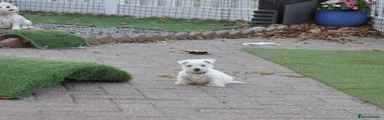 West Highland Terrier 5