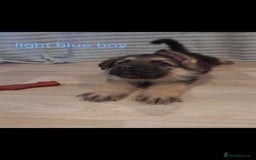 German Shepherd dogs for sale: 🐾Adorable 8-Week-Old German shepherd puppies🐾 - Image 30