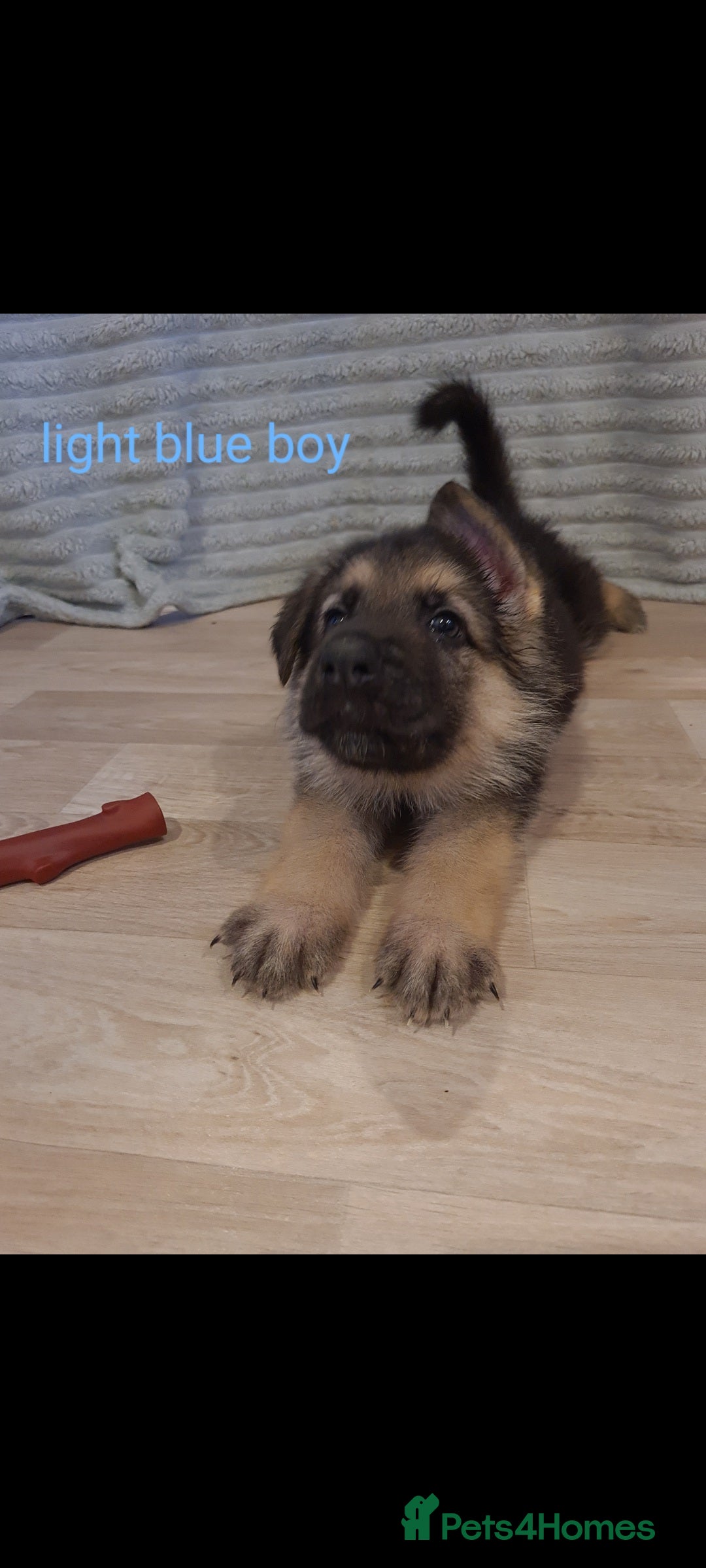 German Shepherd dogs for sale: 🐾Adorable 8-Week-Old German shepherd puppies🐾 - Image 30