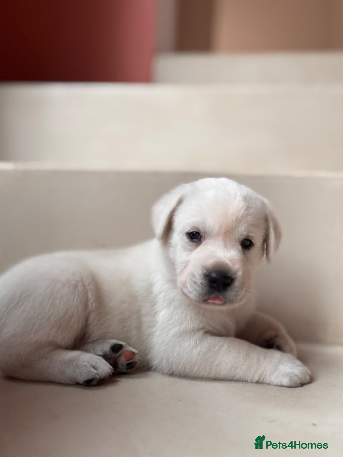 Mixed Breed dogs Lab+Akita adorable pups - Advert 1