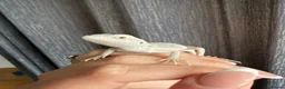 Bearded Dragon reptiles for sale: ❄️🤍 Baby Snow White Hypo Zero Bearded Dragon 🤍❄️ - Advert 8