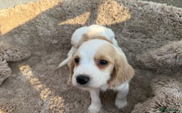 Cocker Spaniel dogs for sale: ⭐️READY TO LEAVE NOW - COCKER SPANIELS ⭐️ - Image 10