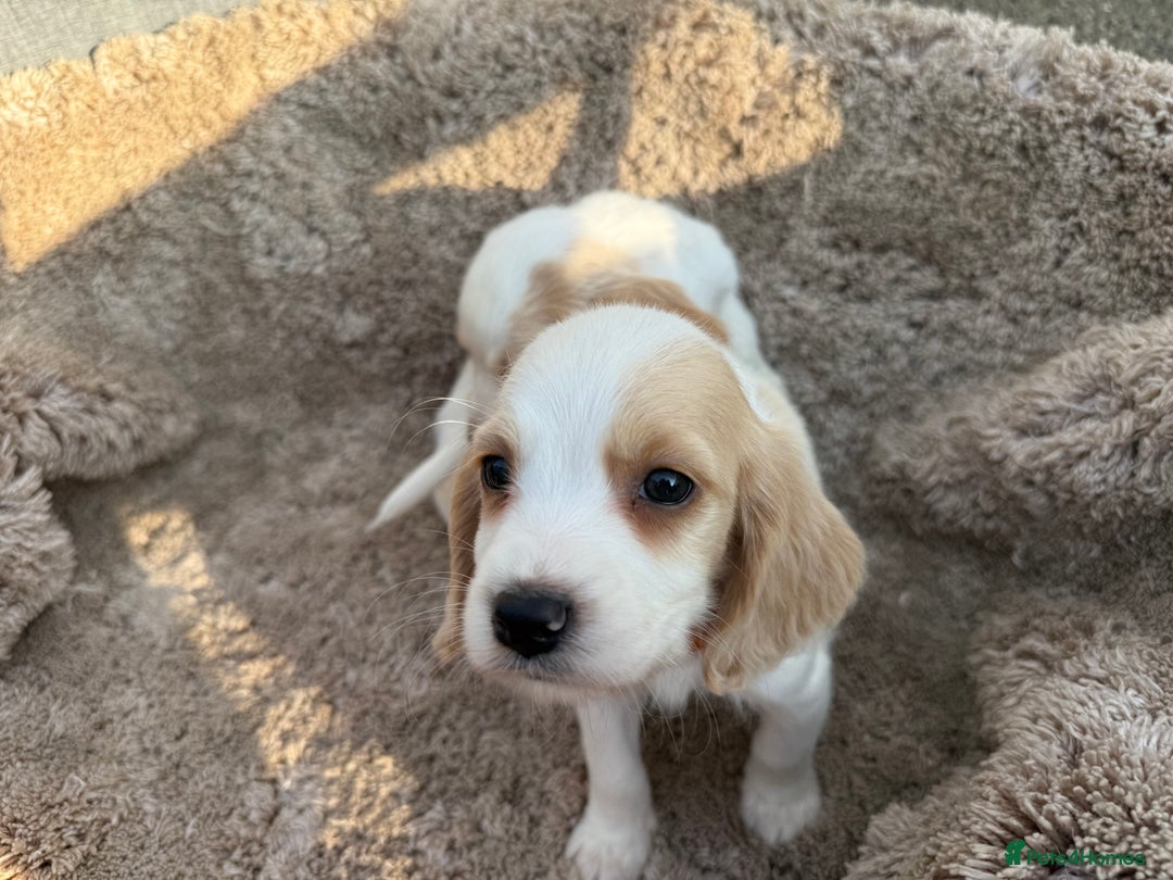 Cocker Spaniel dogs for sale: ⭐️READY TO LEAVE NOW - COCKER SPANIELS ⭐️ - Image 10