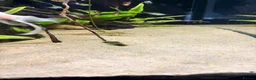 Angelfish fish for sale: Aquarium full set  - Advert 13