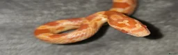 Corn Snake reptiles for sale: Amelanistic baby cornsnakes  - Advert 6