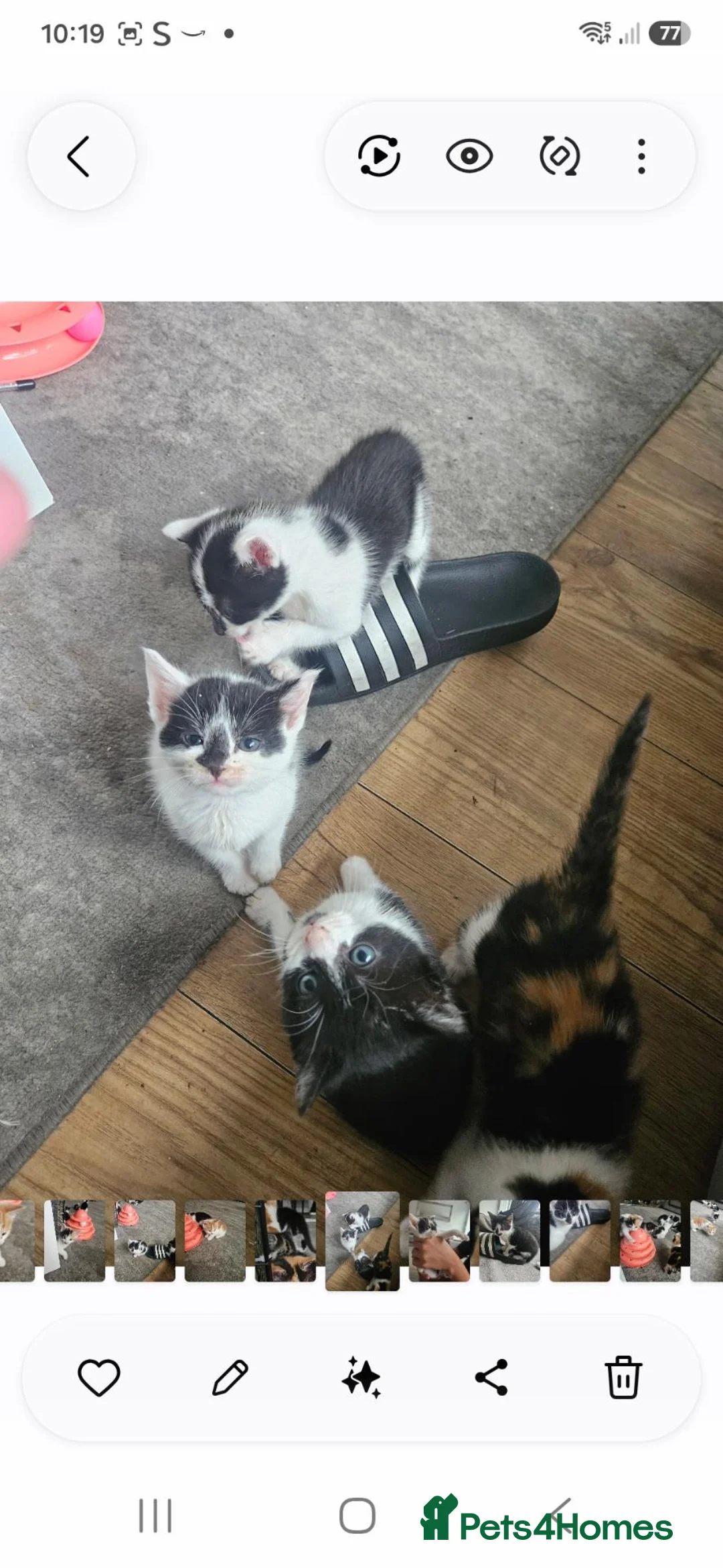 Mixed Breed cats for sale: Sweet kittens in London - Advert 2