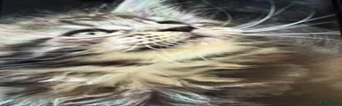 Maine Coon 2