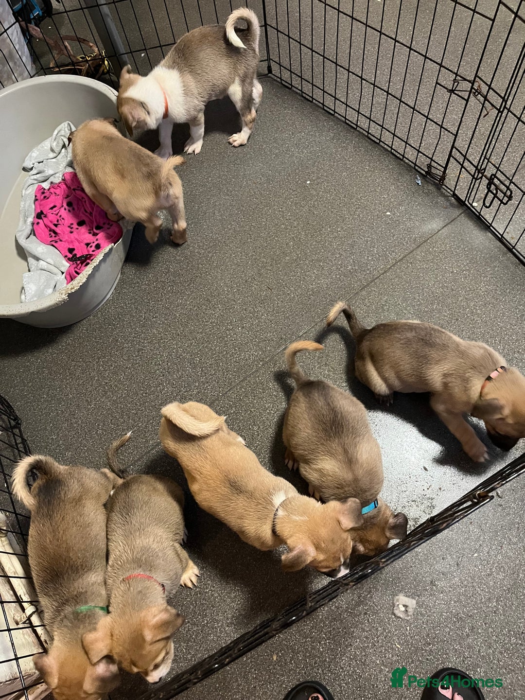 Mixed Breed dogs for sale: 5 beautiful pups remaining 🩷💙 - Advert 5