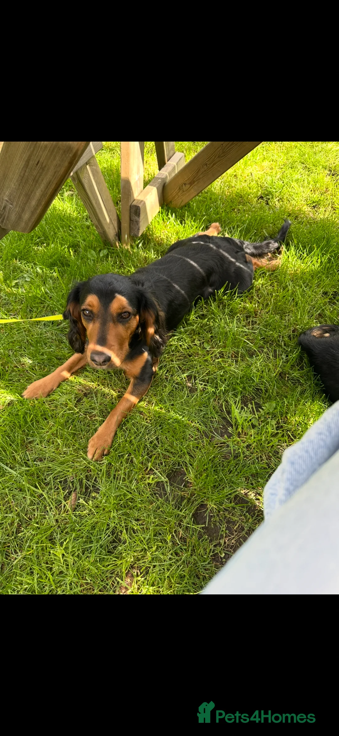 Cocker Spaniel dogs for sale: 1 year old cocker spaniel puppy - Advert 2