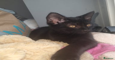 Mixed Breed cats - Advert 13