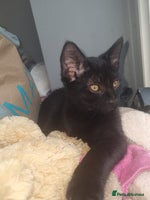 Mixed Breed cats - Advert 13