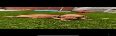 Miniature Dachshund 3
