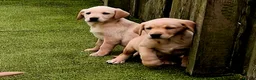 Goldador dogs for sale: Goldador puppies - Advert 23