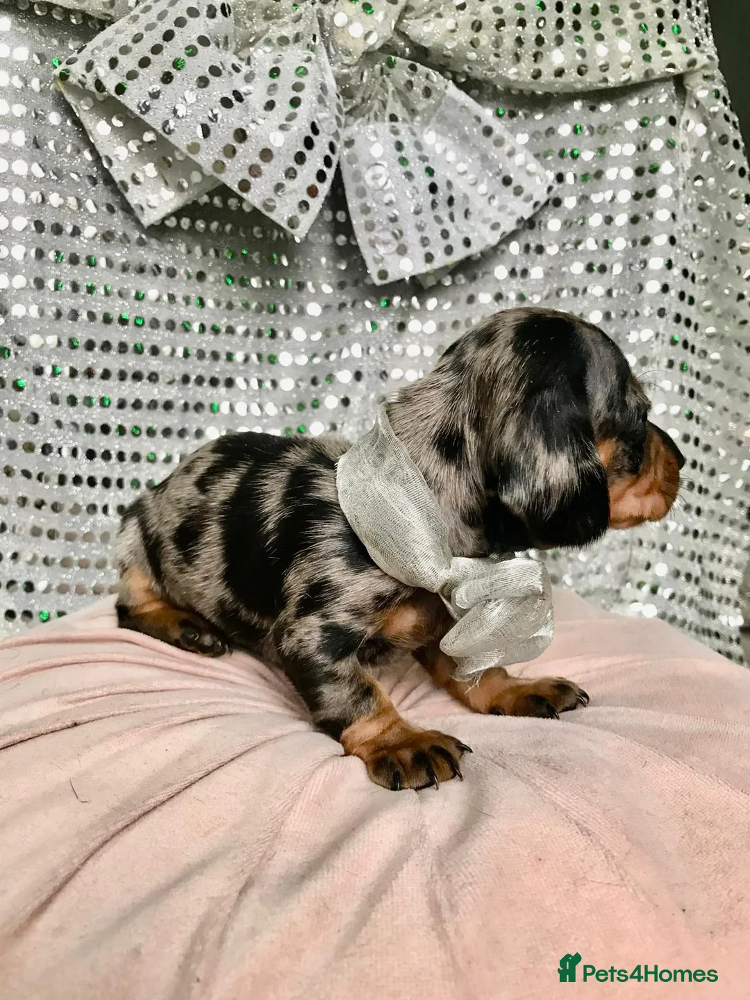 Miniature Dachshund dogs for sale: 🐶 4 miniature duschund puppies🐕 - Advert 10