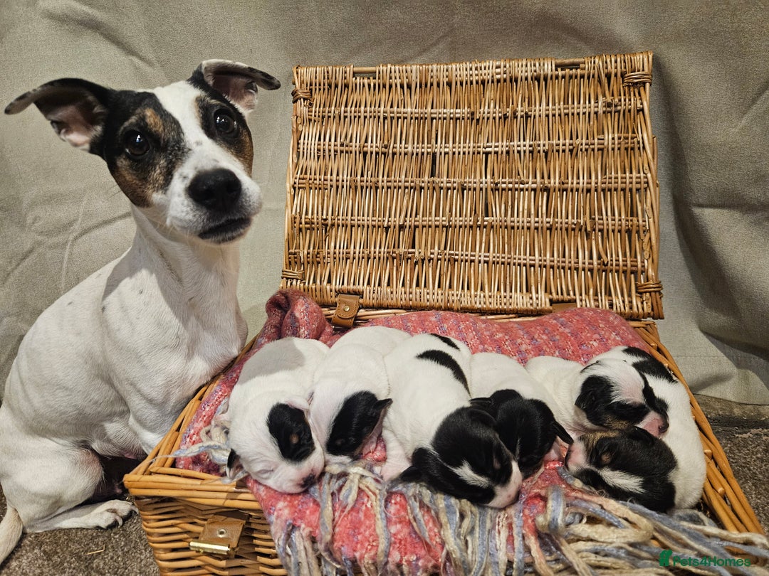 Jack Russell dogs for sale: 🐾 Jack Russell Pups Looking for Forever Homes! 🐾 - Image 2
