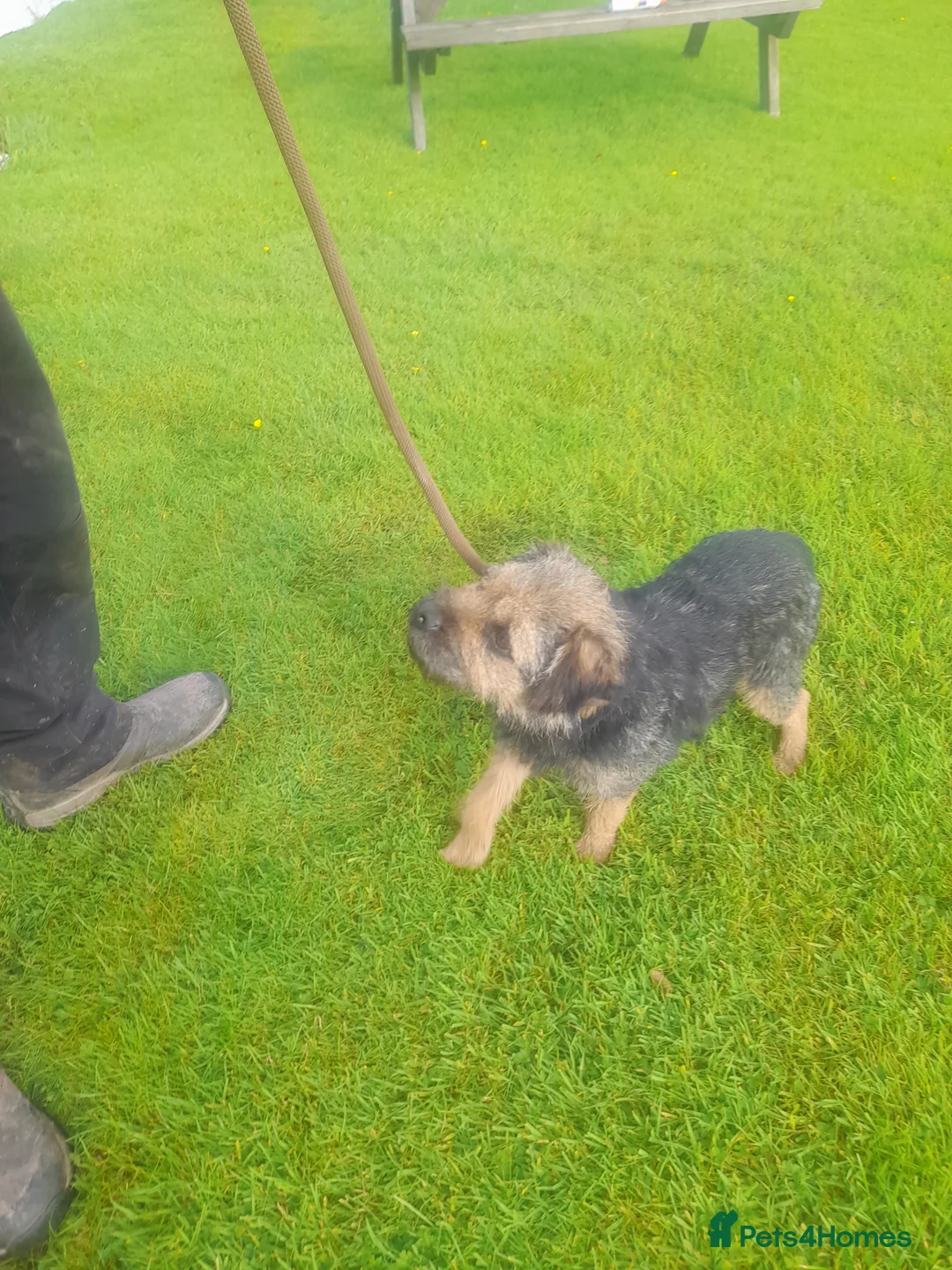 Border Terrier dogs for stud: At stud ,blue and tan border terrier  in Lockerbie - Advert 2