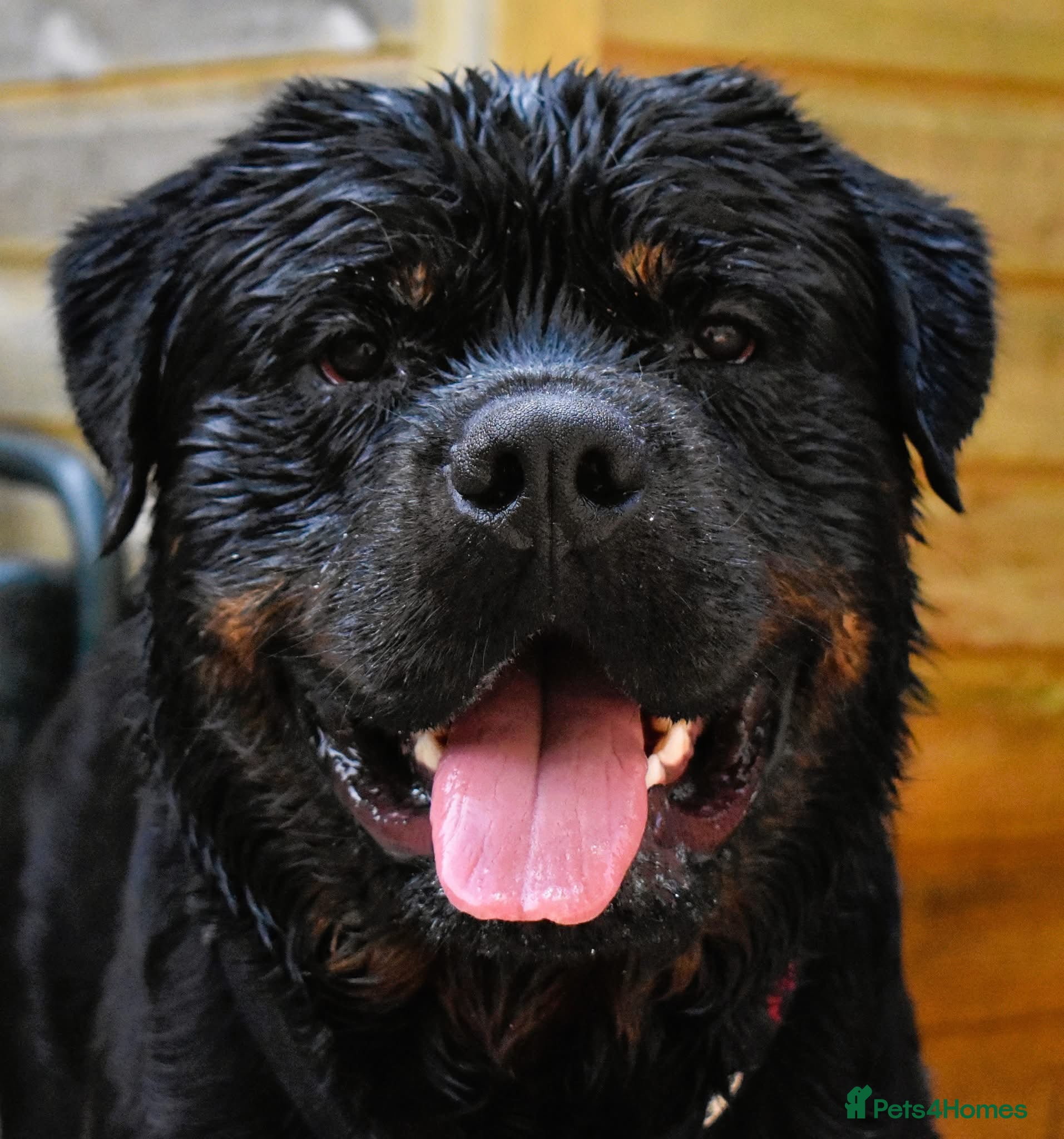 Rottweiler dogs Rottweiler HAJIMARI ROTTWEILERS  - Advert 15