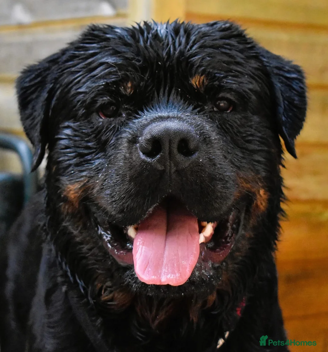 Rottweiler dogs for stud: Rottweiler HAJIMARI ROTTWEILERS  - Advert 1