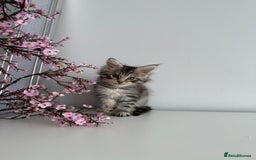 Maine Coon cats for sale: Stunning TICA Maine Coon girls - Image 15
