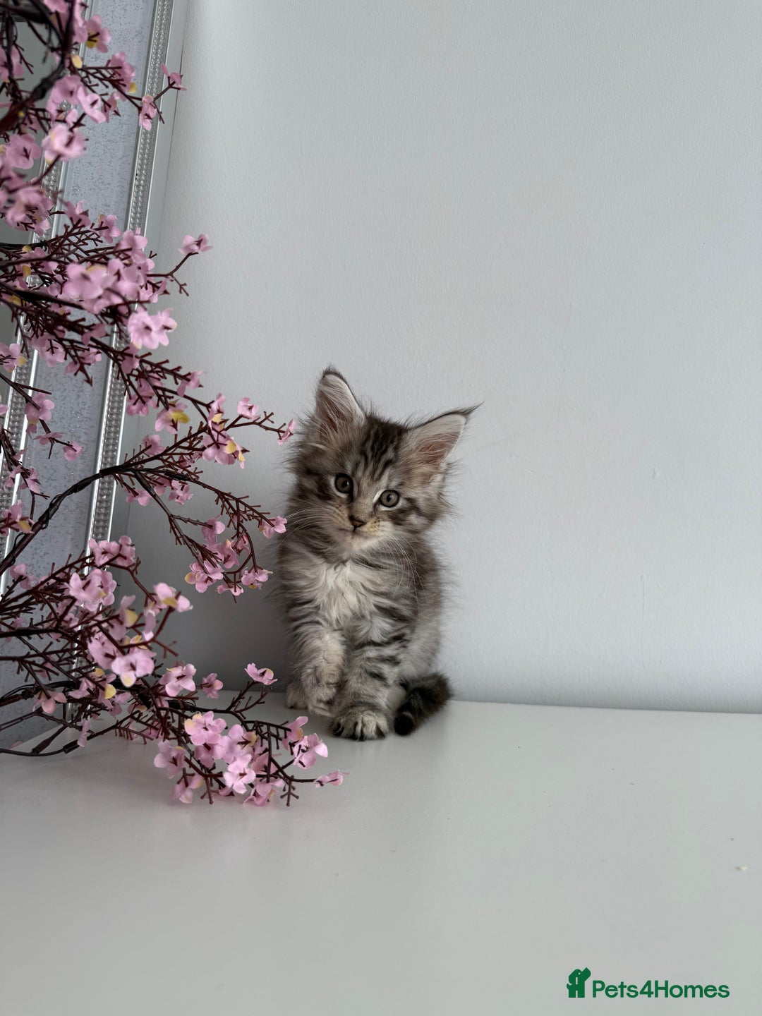 Maine Coon cats for sale: Stunning TICA Maine Coon girls - Image 15
