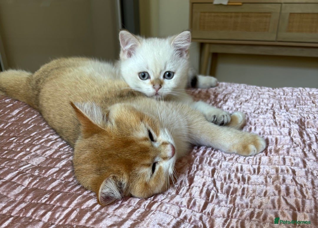 British Shorthair cats for sale: British Shorthair golden and silver - Image 11