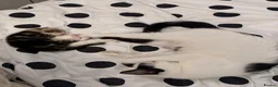 Domestic Shorthair cats for adoption: 8 week old tabby cat - Advert 7