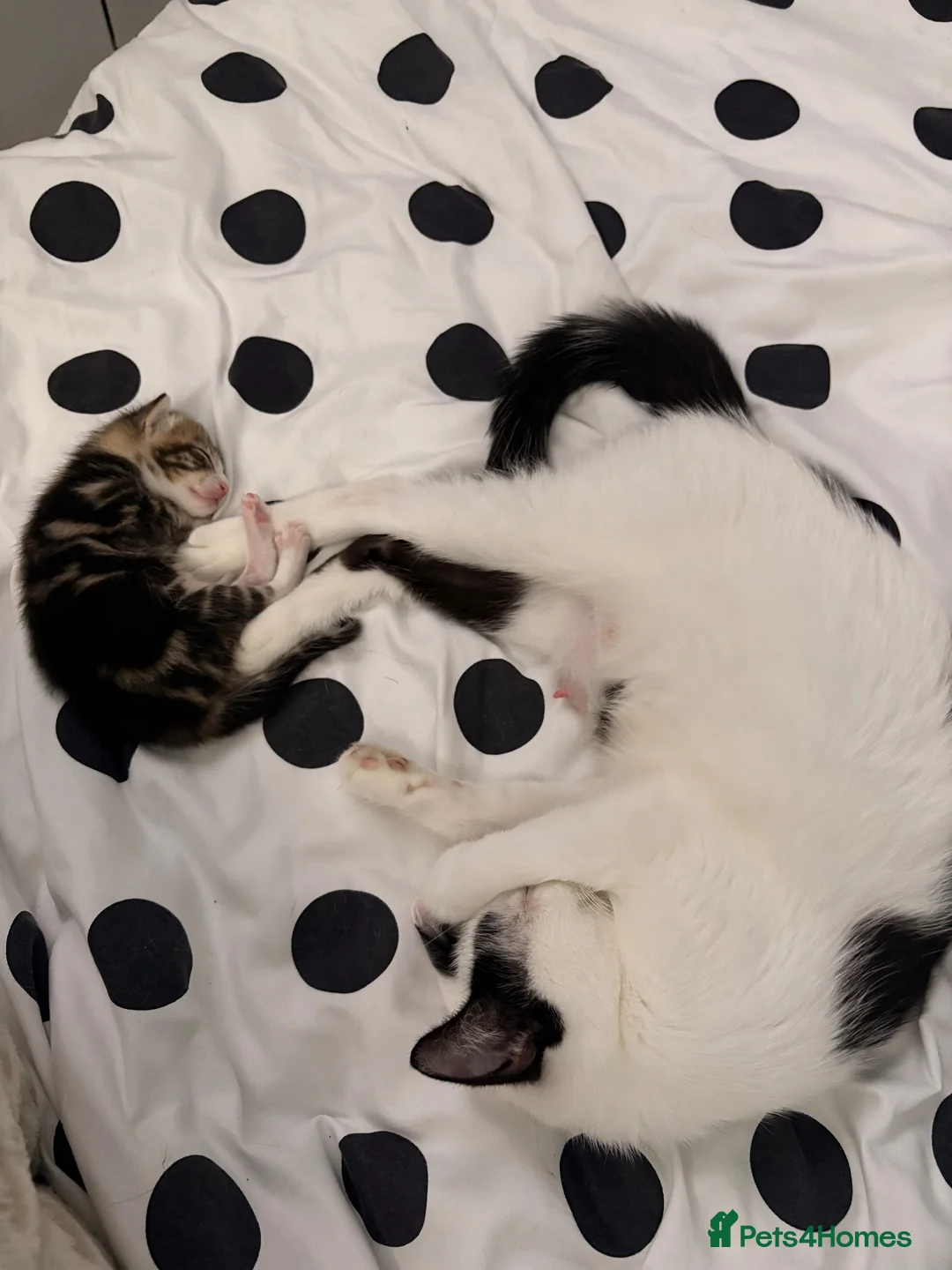 Domestic Shorthair cats for adoption: 8 week old tabby cat - Advert 7