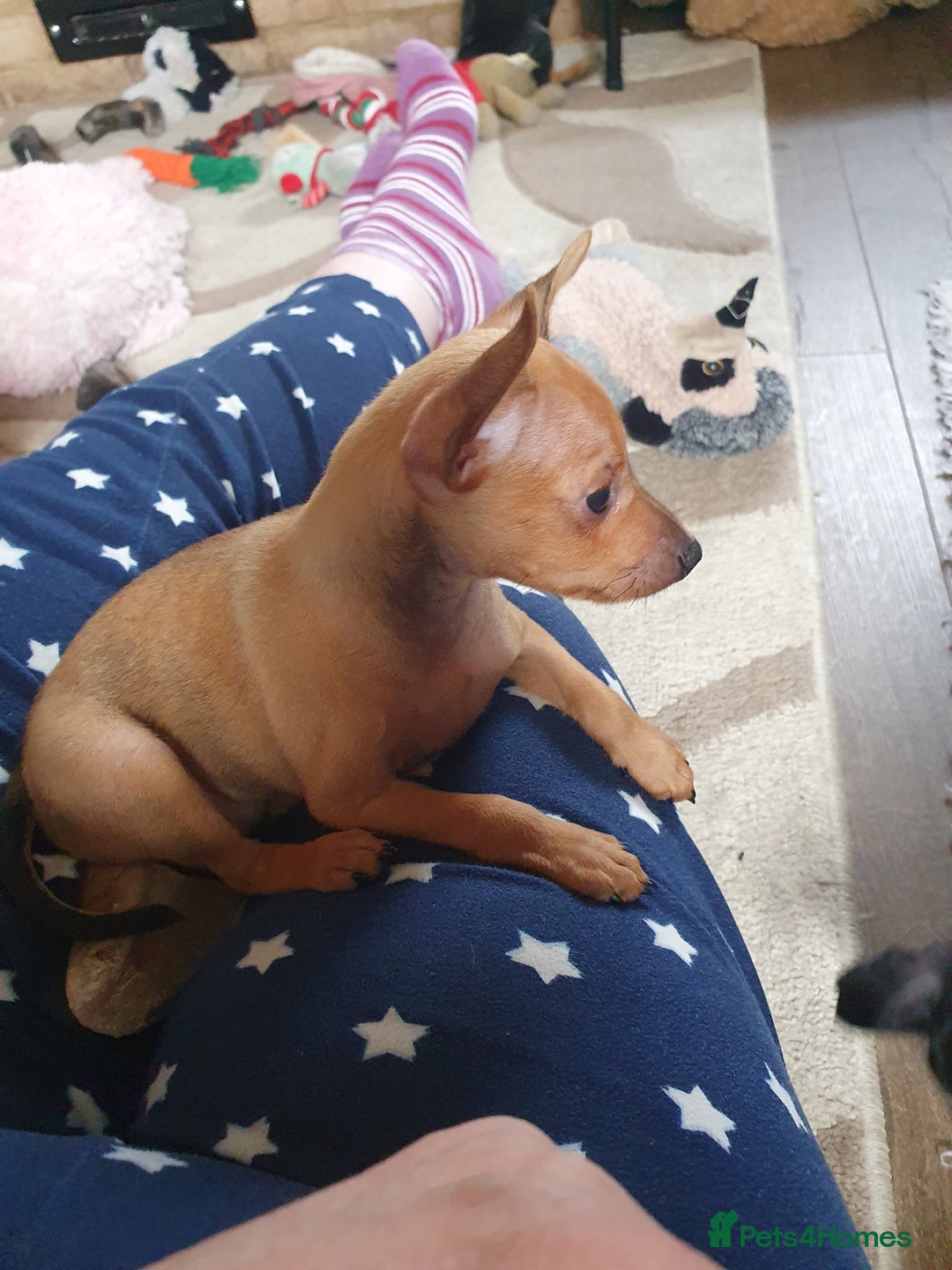 Miniature Pinscher dogs for sale: Miniature Pinscher Last boy pup show potential  - Image 7