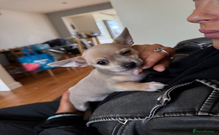 Chihuahua dogs - Advert 1