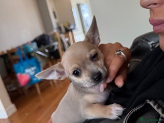 Chihuahua dogs - Advert 33