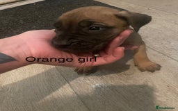 Mixed Breed dogs for sale: Cane Corso X Presa Canario - Image 5