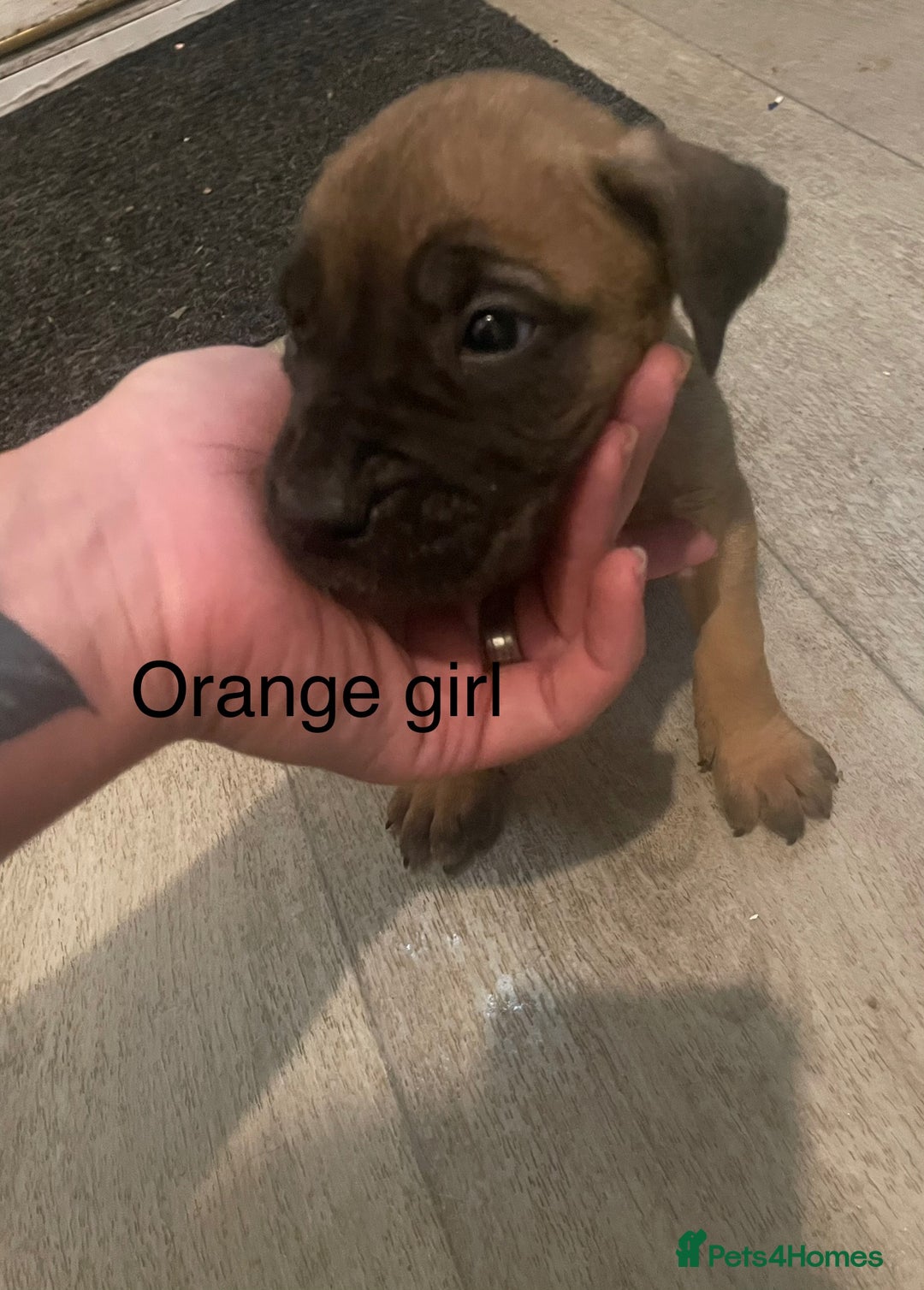 Mixed Breed dogs for sale: Cane Corso X Presa Canario - Image 5