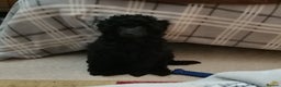 Toy Poodle dogs for sale:  Outstanding Toy Poodle girl fully vaccinated  - Advert 4