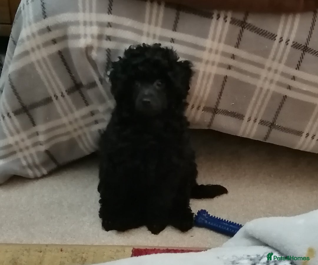 Toy Poodle dogs for sale:  Outstanding Toy Poodle girl fully vaccinated  - Advert 4