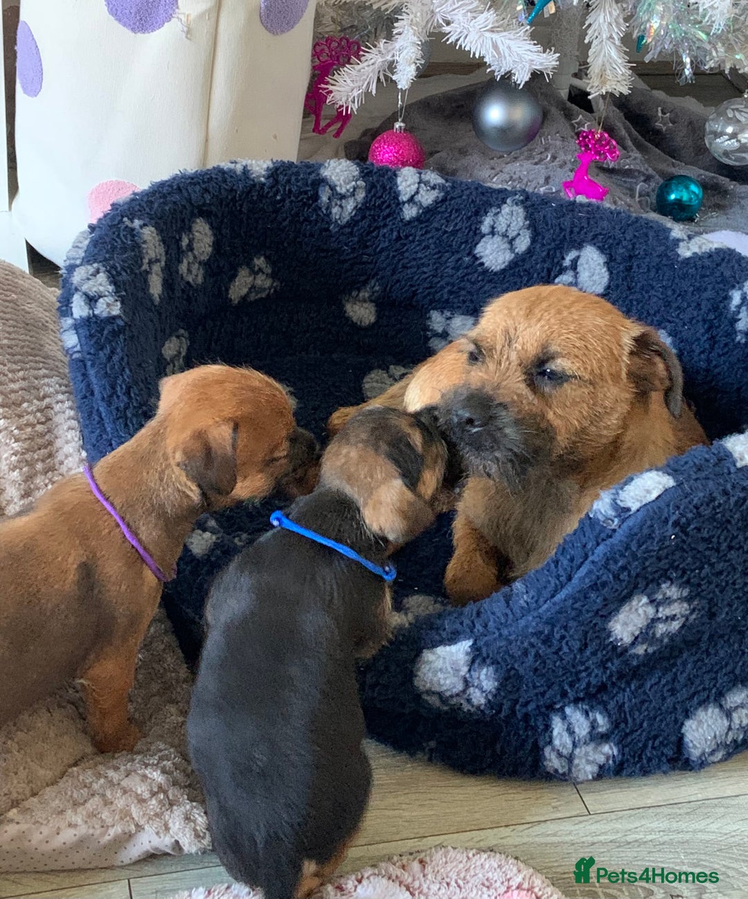 Border Terrier dogs for sale: Healthy Companions KC registered  - Advert 17