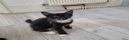 Domestic Shorthair cats for sale: Black and Tuxedo Kittens in London - Advert 9