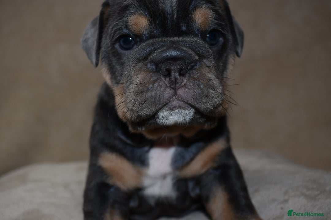 English Bulldog dogs for sale: English bulldog puppies for sale  - Advert 10