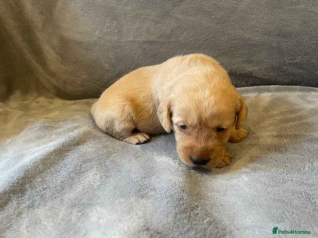 Labradoodle dogs for sale: F1b labradoodle puppies - Advert 19