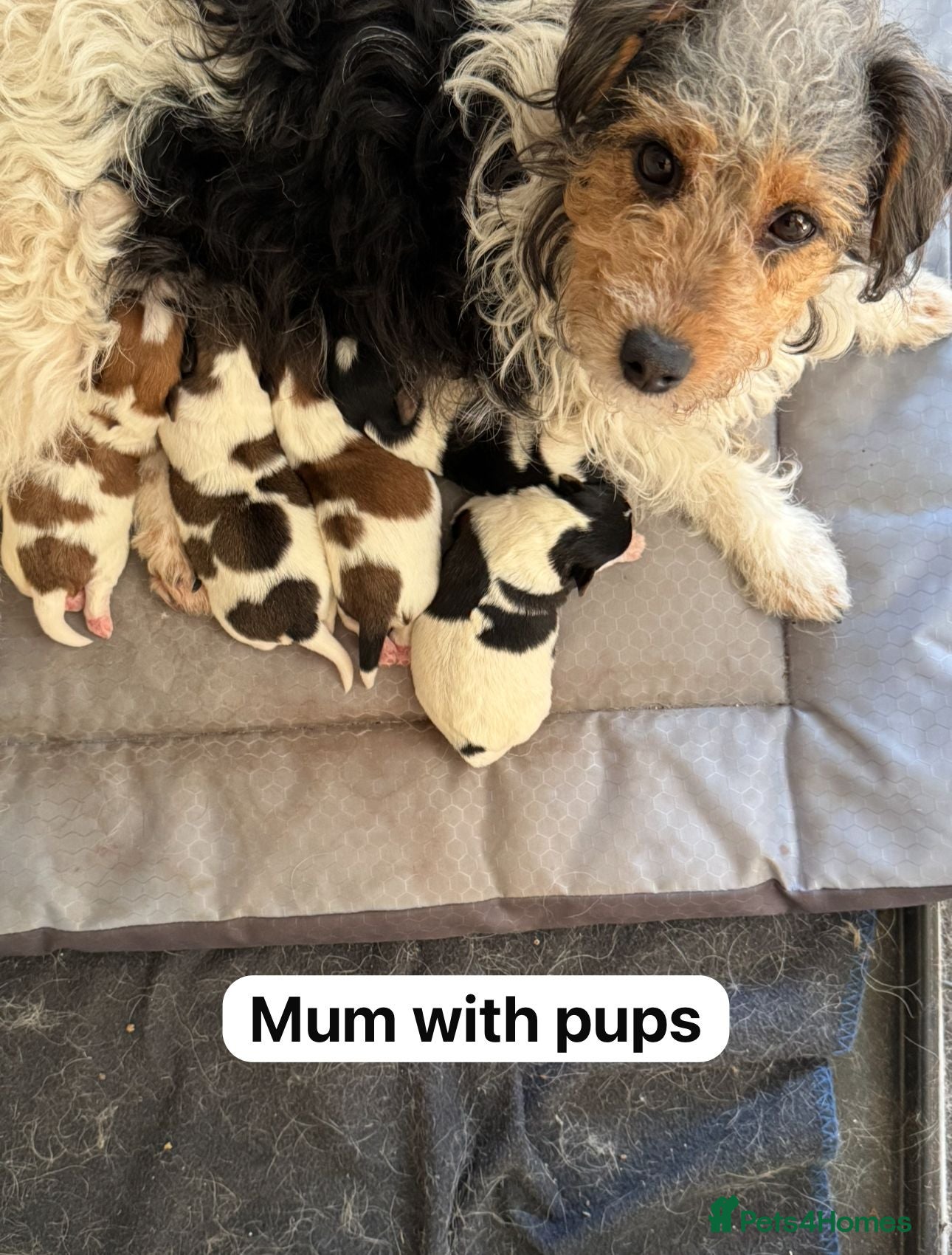 Jack Russell dogs Jack Russell pups £675 - Advert 12